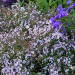 Aster lateriflorus Coombe Fishacre