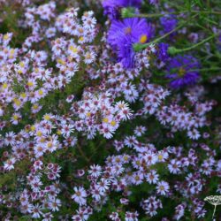 Aster lateriflorus Coombe Fishacre
