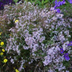Aster lateriflorus Coombe Fishacre