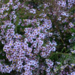 Aster lateriflorus Coombe Fishacre