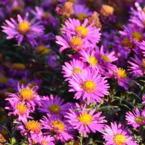 Aster novi-belgii Lomnice