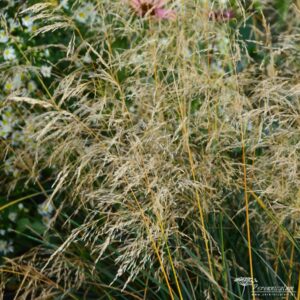 Deschampsia cespitosa Palava