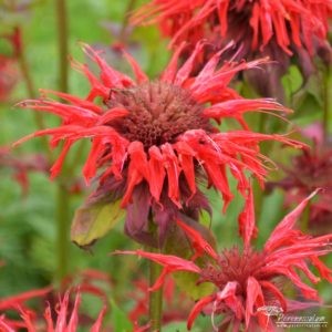 Monarda Cambridge Scarlet