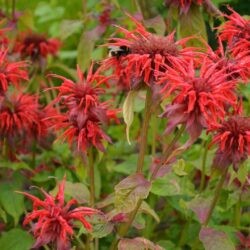 Monarda Cambridge Scarlet