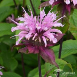 Monarda Croftway Pink