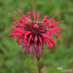 Monarda Mahogany