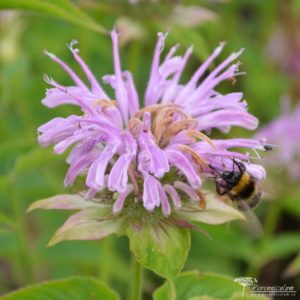 Monarda Sagittarius
