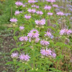 Monarda Sagittarius