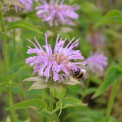 Monarda Sagittarius