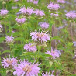 Monarda Sagittarius