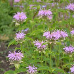 Monarda Sagittarius