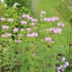 Monarda Sagittarius