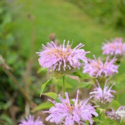 Monarda Sagittarius