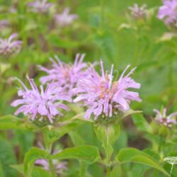 Monarda Sagittarius