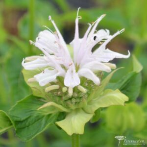 Monarda Snow Queen
