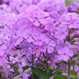 Phlox paniculata Amethyst
