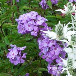 Phlox paniculata Blue Evening