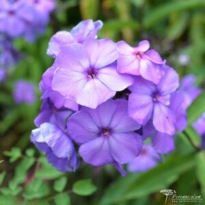 Phlox paniculata Blue Paradise