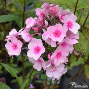 Phlox paniculata Bright Eyes