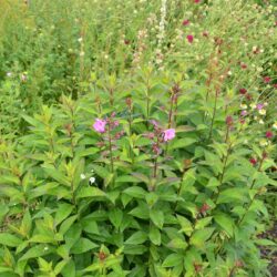 Phlox paniculata Bright Eyes