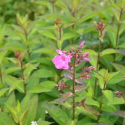 Phlox paniculata Bright Eyes