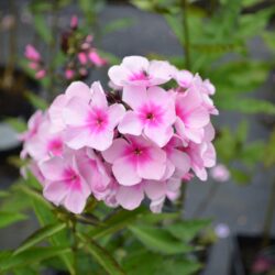 Phlox paniculata Bright Eyes