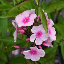 Phlox paniculata Bright Eyes