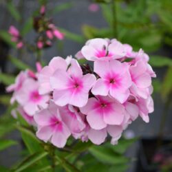 Phlox paniculata Bright Eyes