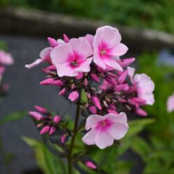 Phlox paniculata Bright Eyes