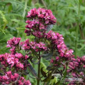 Phlox paniculata Natural Feelings