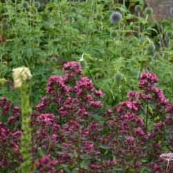 Phlox paniculata Natural Feelings