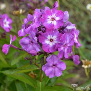 Phlox paniculata Uspech