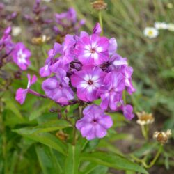 Phlox paniculata Uspech