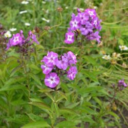Phlox paniculata Uspech