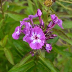 Phlox paniculata Uspech