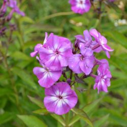 Phlox paniculata Uspech