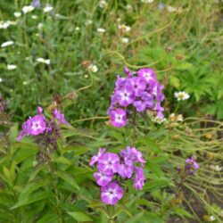 Phlox paniculata Uspech