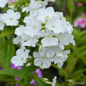 Phlox paniculata White Admiral