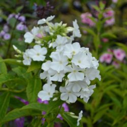 Phlox paniculata White Admiral