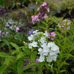 Phlox paniculata White Admiral