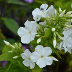 Phlox paniculata White Admiral