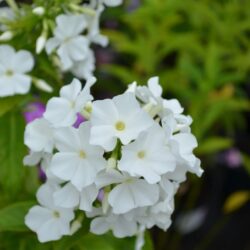 Phlox paniculata White Admiral