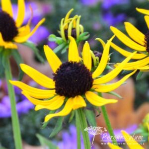 Rudbeckia fulgida Little Goldstar