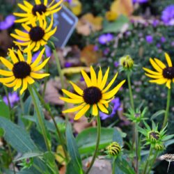 Rudbeckia fulgida Little Goldstar