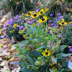 Rudbeckia fulgida Little Goldstar
