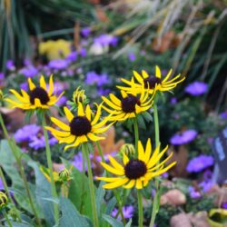 Rudbeckia fulgida Little Goldstar