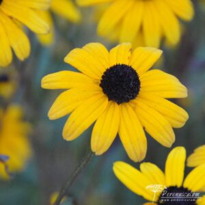 Rudbeckia fulgida var fulgida