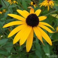 Rudbeckia fulgida var. deamii