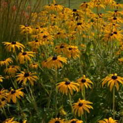Rudbeckia fulgida var. deamii