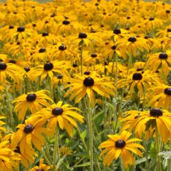 Rudbeckia fulgida var. deamii